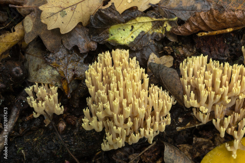 A group of coral fungus or artomyces pyxidatus growing in some profusion in wet, heavy woodland. 