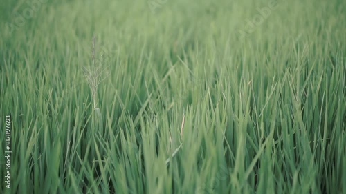rice paddy or grass in the smooth wind