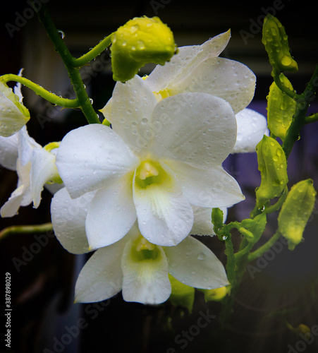 orquidea blanca