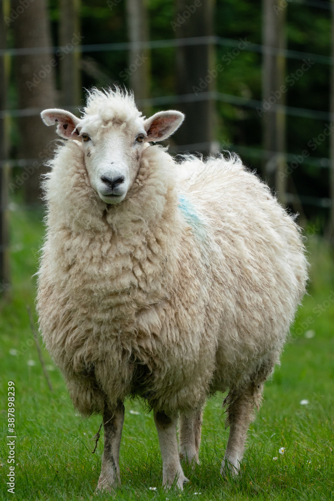 Portrait of a sheep on a farm in New Zealand