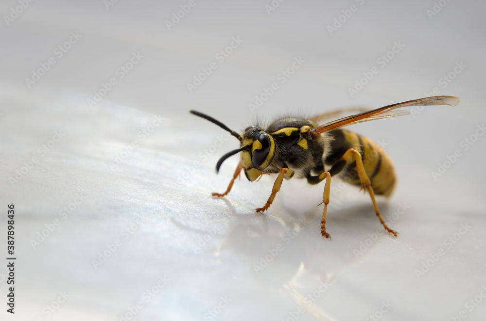 Big wasp isolated on white background, close up Big wasp isolated on white background, close up