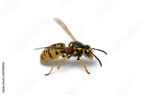 Big wasp isolated on white background  close up