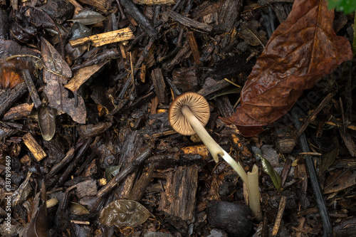 The underside of the liberty cap or  psilocybe semilanceata. 
 photo