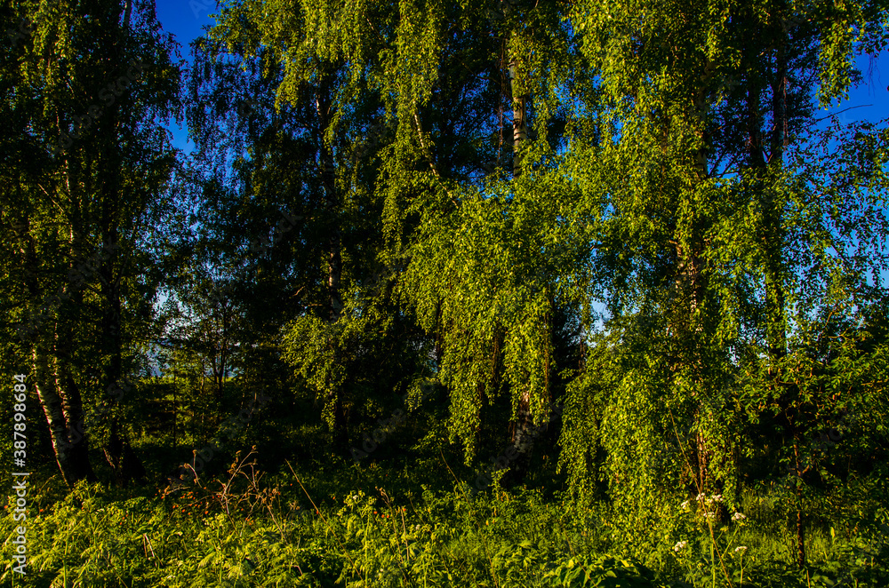 Obraz premium the sun's rays break through the birch leaves. Thick morning fog