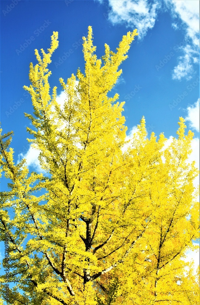 黄葉のイチョウの木