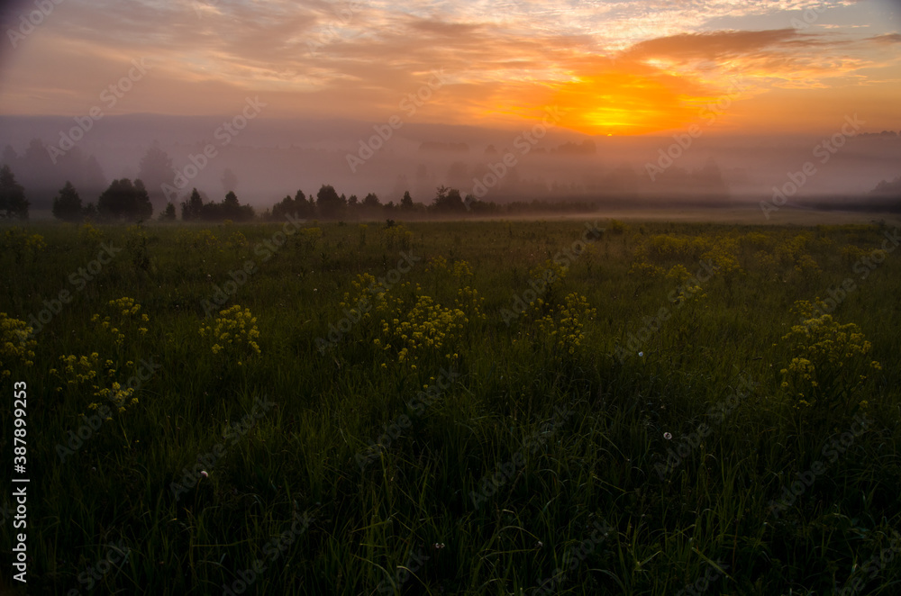 Thick mystical fog over a green forest. Juicy grass. Thick mystical fog over a green forest. Juicy grass.