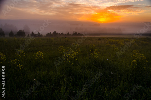 Thick mystical fog over a green forest. Juicy grass.