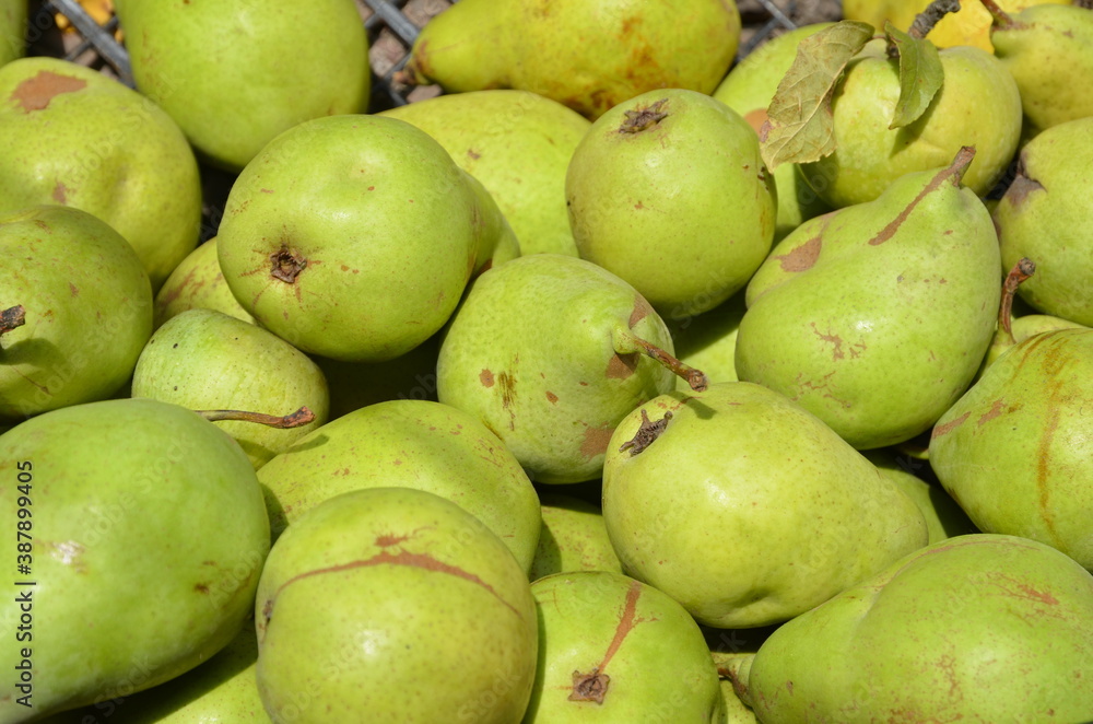 Harvest from ripe juicy pears in sunny weather.
Harvest from ripe juicy pears in sunny weather.