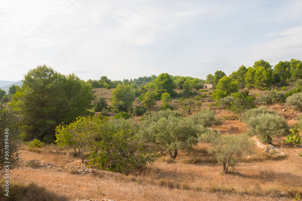 Olive tree field. Beautiful landscape from Spain. Natural preserved agricultural area.