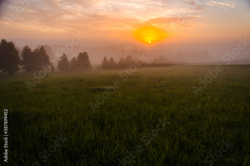 Thick mystical fog over a green forest. Juicy grass.