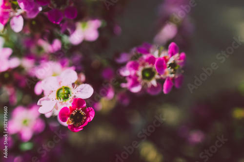 close-up of pink tea tree plant with flowers outdoor in sunny backyard © faithie