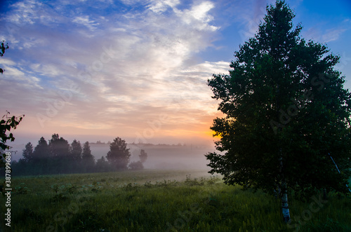 Thick mystical fog over a green forest. Juicy grass.