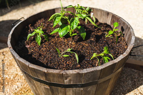 bell pepper plants outdoor in barrel pot in sunny vegetable