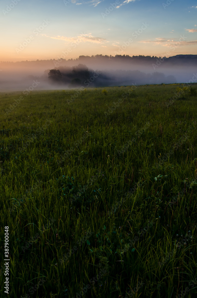 Thick mystical fog over a green forest. Juicy grass.