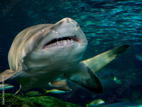 great shark