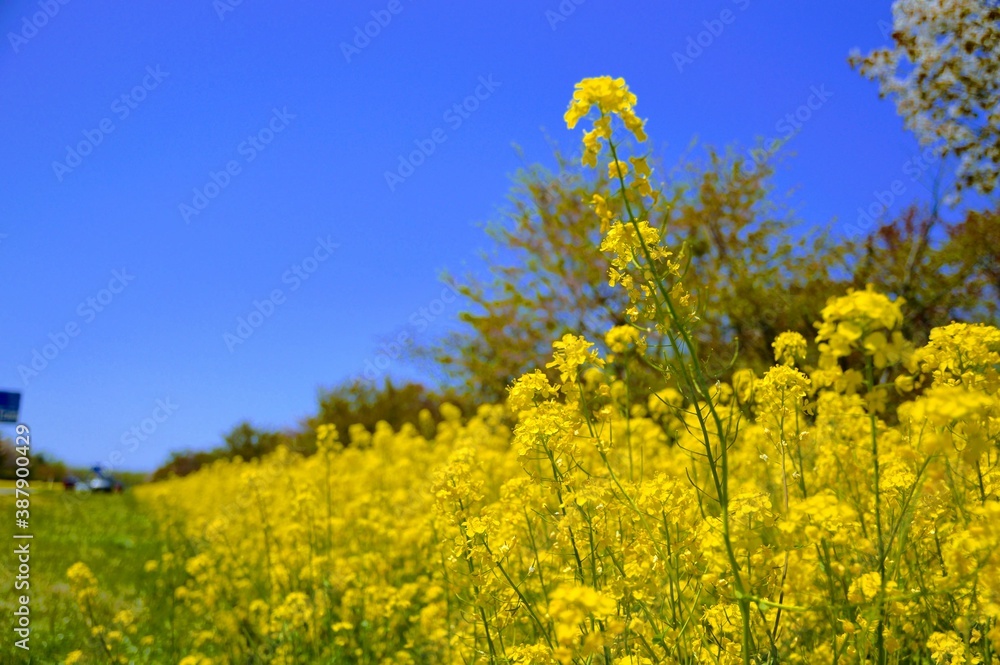 Obraz premium 菜の花