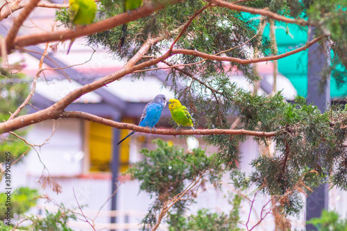 Two parrots 