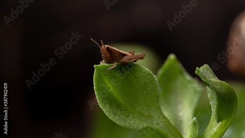 Nymph of Short-horned Grasshopper photo