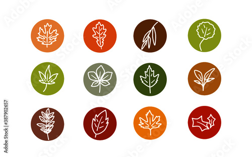 set of leaf icon  temperate forest theme