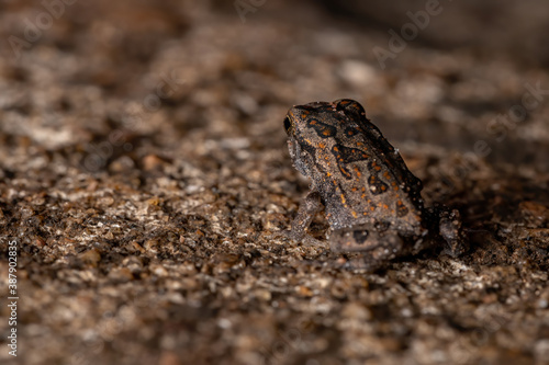 juvenile Cururu Toad photo