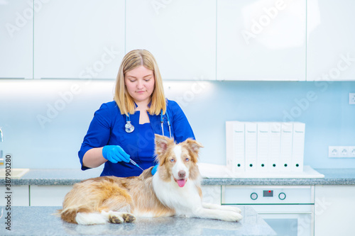 Veterinarian giving injection to a large ginger dog at a clinic appointment