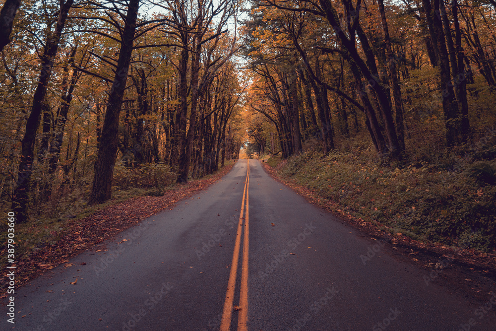 scenic road through autumn forest, Columbia River Gorge, Oregon