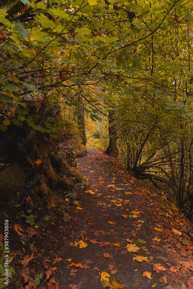 Leafy hiking trail path through autumn forest woods, Oregon Leafy hiking trail path through autumn forest woods, Oregon