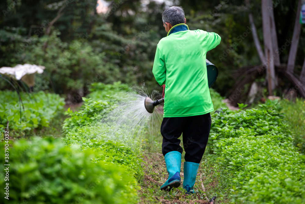 The old man watering the vegetable garden in the evening The old man watering the vegetable garden in the evening
