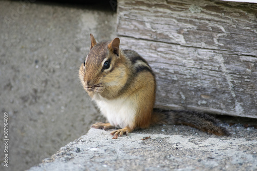 chipmunk photo