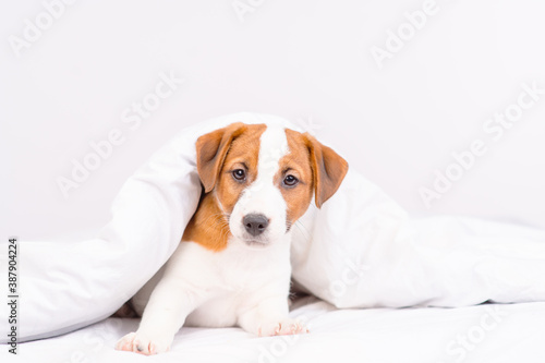 The puppy lies under the covers at home on the bed