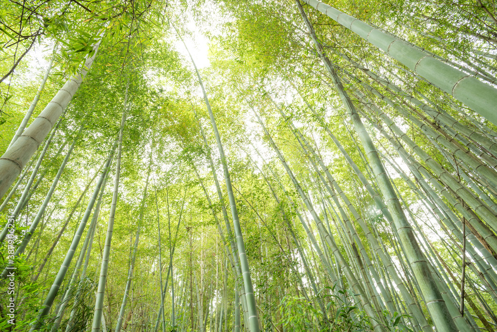 見上げた緑の竹林の中