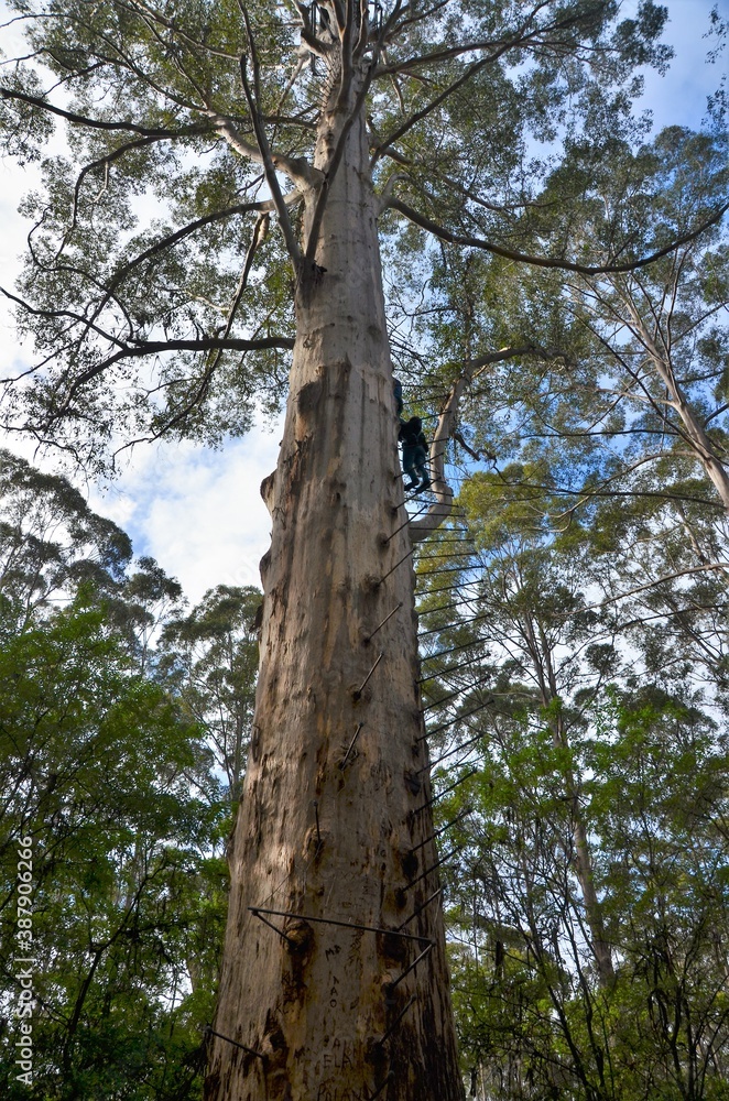 Fototapeta premium Gloucester Tree fire lookout climbing tree Pemberton Western Australia