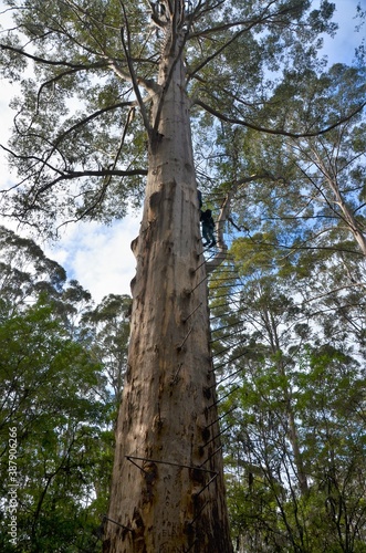 Gloucester Tree fire lookout climbing tree Pemberton Western Australia