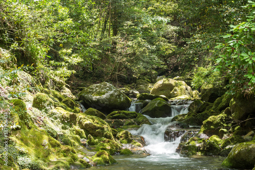 苔むした岩と森の中の奥十曽渓谷の流れ © varts