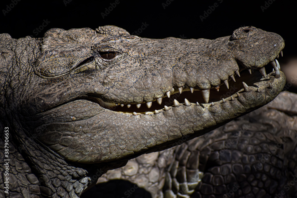 Obraz premium crocodile head close up