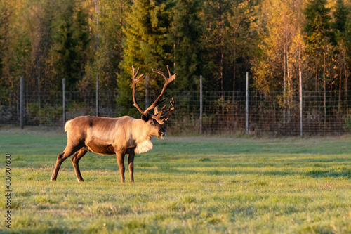 Reindeer grazing on the green field in Lapland, Northern Finland