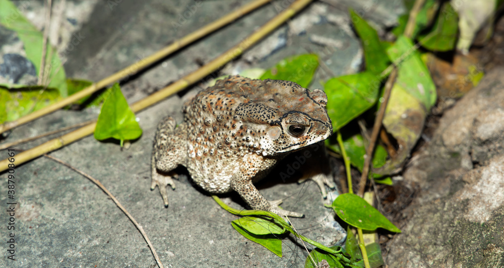 Obraz premium a toad from nature (Anura), selective eye focus.