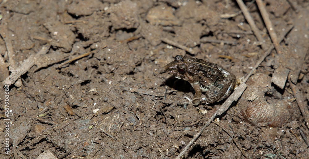 small frog sitting on soil clay from nature background. small frog sitting on soil clay from nature background.