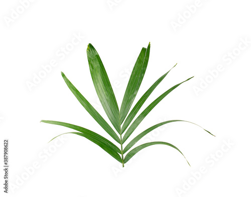 leaves of palm an isolated on white background