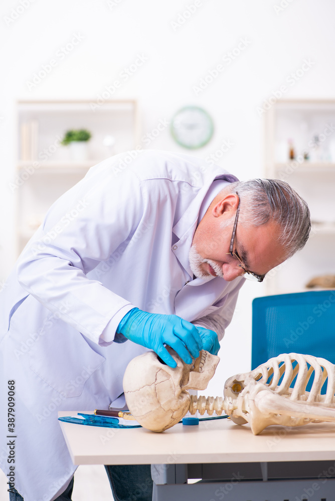 Naklejka premium Old senior anthropologist working in the lab