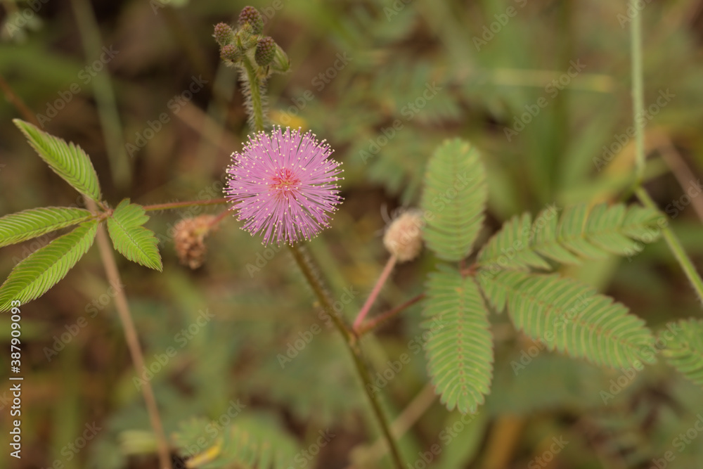 Beautiful tiny purple flower showing its bristling stalk Beautiful tiny purple flower showing its bristling stalk