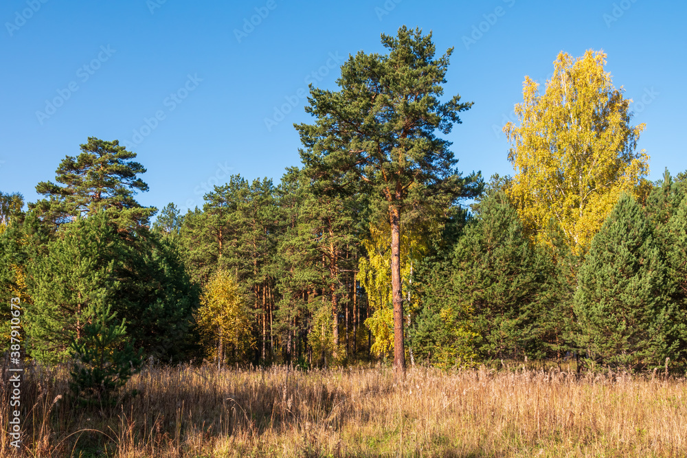 Trees with orange, green and yellow leaves and green pines in the autumn forest. Trees with orange, green and yellow leaves and green pines in the autumn forest.