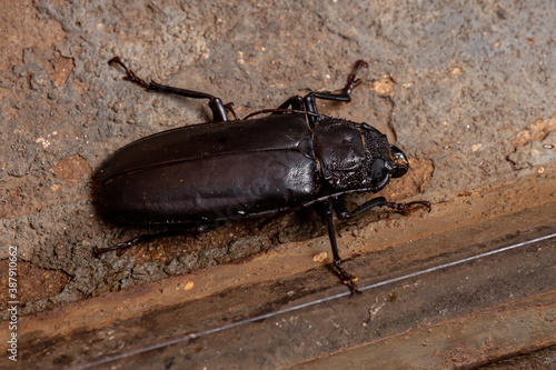 Brazilian Prionid Beetle photo