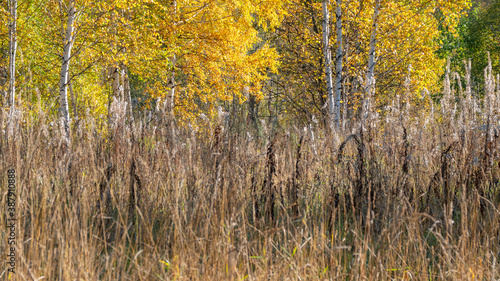 Yellowed grass on the edge of the autumn forest