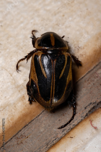 Adult Masked Chafer photo