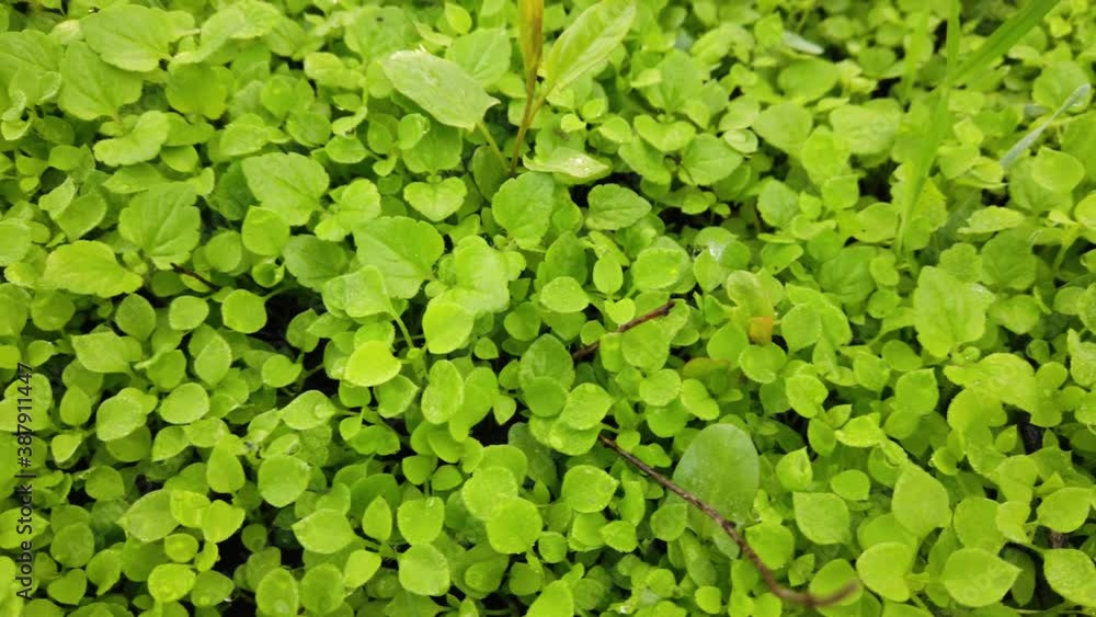 Small green leaves with dew drops and brown twigs on the ground. Autumn morning around the nature. Dolly shot. Top view. Small green leaves with dew drops and brown twigs on the ground. Autumn morning around the nature. Dolly shot. Top view.