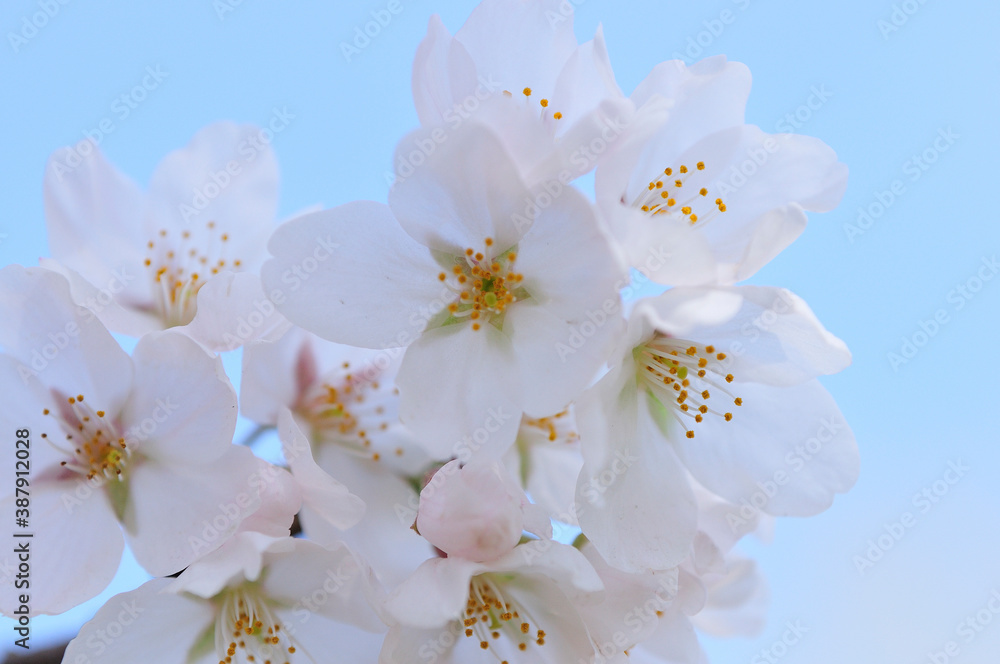 桜 桜