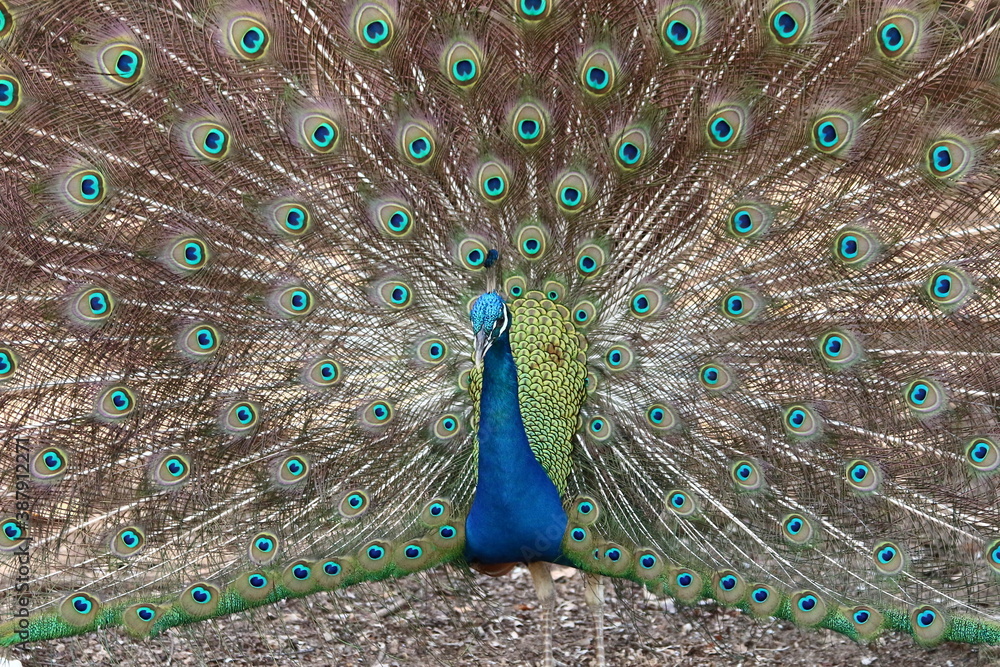 Obraz premium A male peacock in Zanzibar