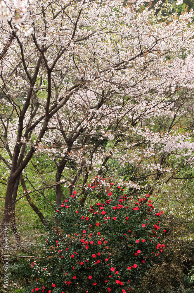 Naklejka premium 山桜と椿