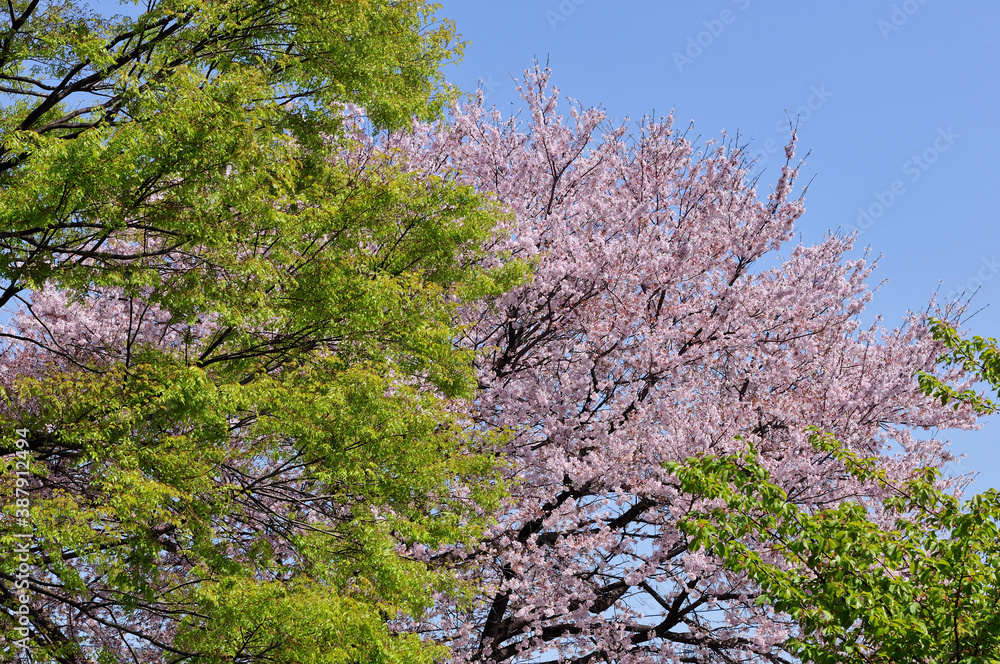 新緑と桜